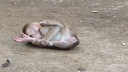 宠物解说:一只小猴子倒在地上,不断的哀嚎,这家伙是怎么了?