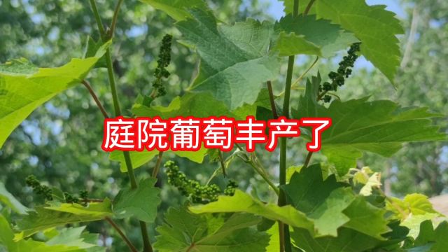 庭院葡萄现状,摩尔多瓦葡萄,夏黑和本地品种黄金钟又名清香玉