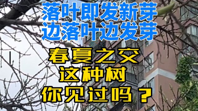 四季常绿春天落叶,边落叶边发芽这种树你见过吗?一起看看