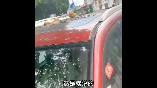 广西绿化带都种了些什么水果