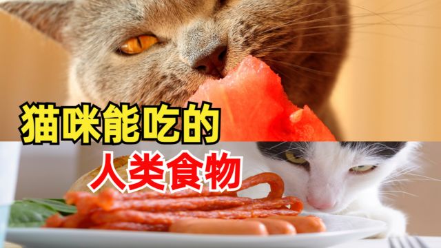 猫咪能吃的人类食物