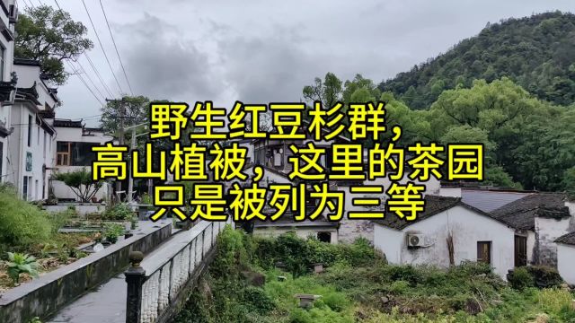 野生红豆杉群高山植被国家森林公园,这里的茶园只列三等第一呢?