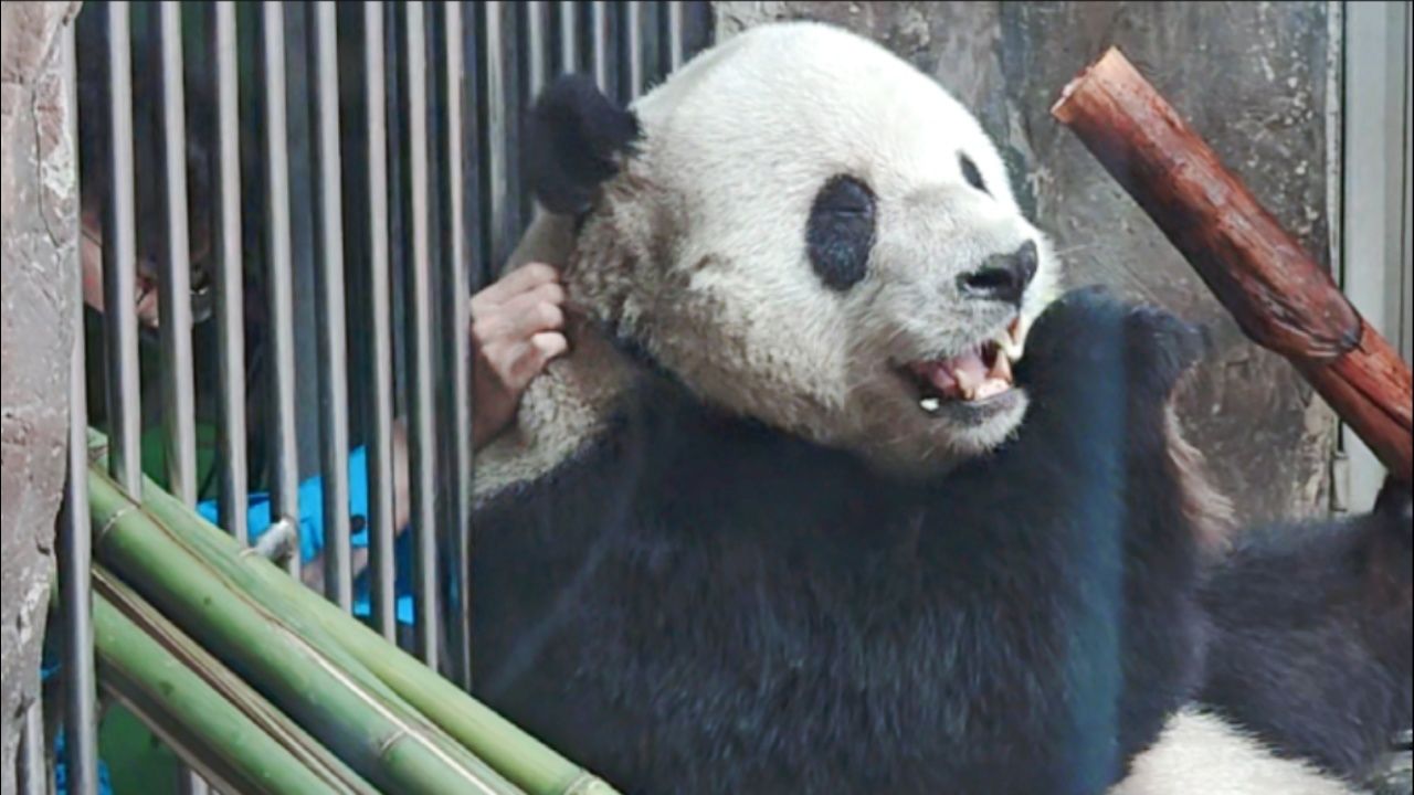 黄莲奶爸给萌二按摩梳毛,萌二揉自己脸蛋;黄莲摸萌二耳朵,萌二灵巧地