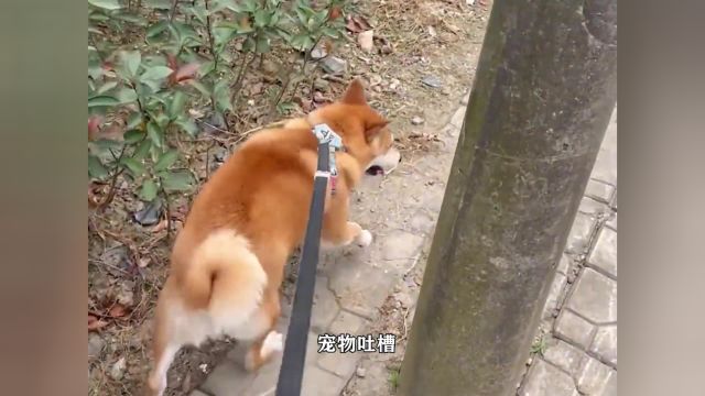 柴犬的缺点 # 柴犬 #狗狗 #萌宠出道计划