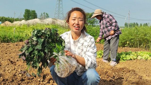 又到了栽红薯苗的季节,老妈买了100棵西瓜红,农村老土法生根快