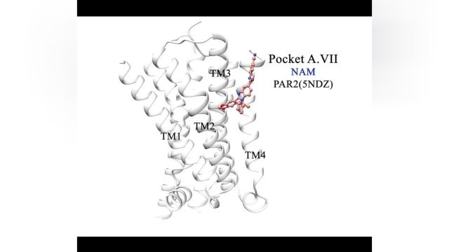 hLife Article | 非常之观,常在于险远:探索GPCR别构位点的虚拟筛选之道