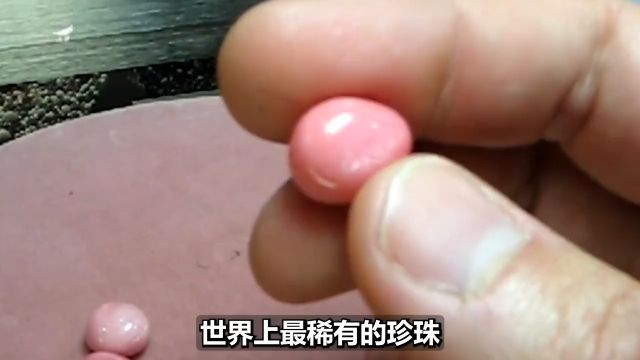 珍珠界的“劳斯莱斯”,一颗能抵一套房!海螺珠凭啥这么贵?#海洋生物#珍珠#科普一下 2