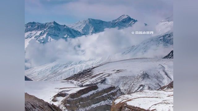 雪豹顾名思义一种生活在雪里的豹