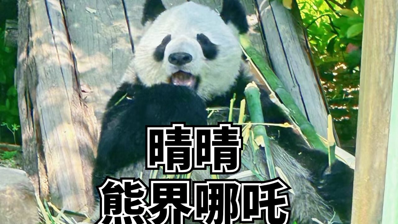 奇迹大熊猫晴晴历经11个月出生 熊生哪吒