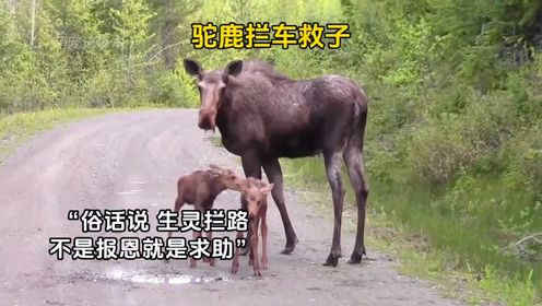 驼鹿妈妈用身体拦停汽车,乞求人类救助自己落水的幼崽