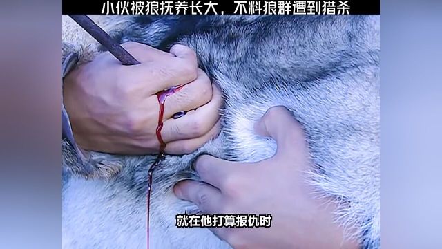 《幻影神针》小伙为了保护小狼,不惜自己受伤