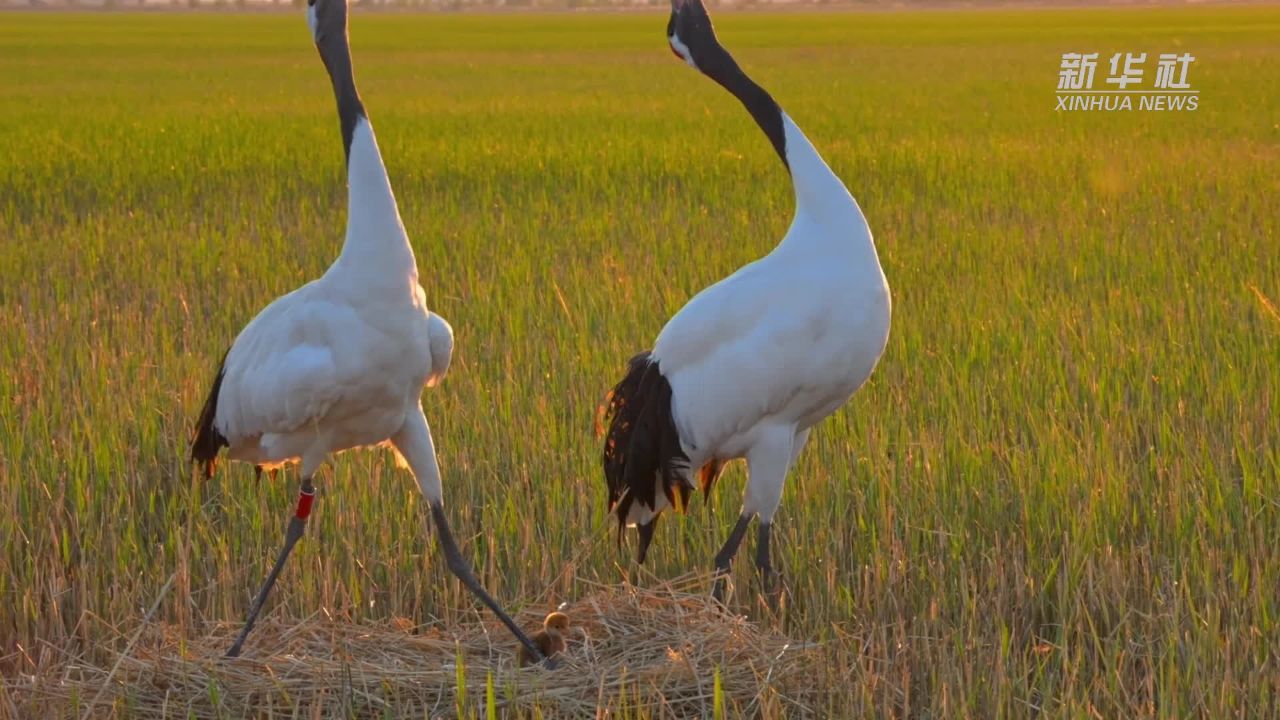 扎龙国家级自然保护区人工散养丹顶鹤迎来"出生季"