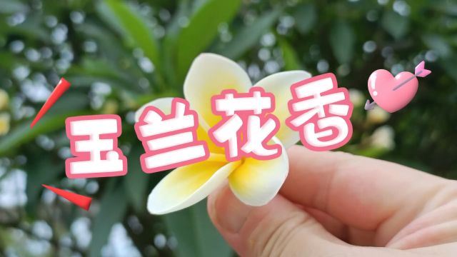 好看的玉兰花