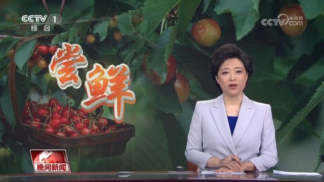 夏日瓜果香,你尝鲜了吗?重庆枇杷正新鲜,山东樱桃万亩红