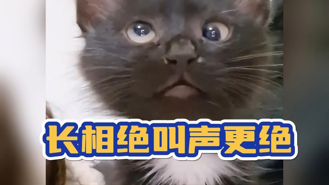 这猫长得这么潦草就算了,听到叫声才发现自己惊讶早了