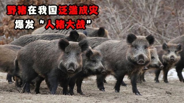 野猪在我国局部泛滥,爆发“人猪大战”,100万头该怎么处理?