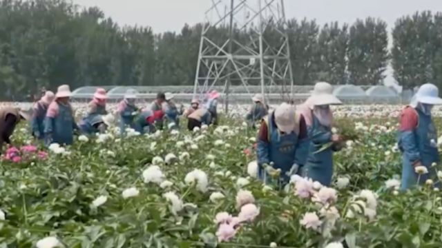 山东菏泽芍药鲜切花直销海外市场,美丽经济绽放