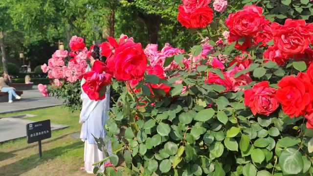 月季花开的时节很醉人