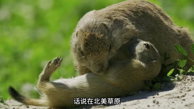 草原犬鼠,美洲獾,穴鸮 土拨鼠 保护动物 野生动物零距离