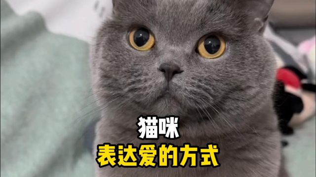 猫咪,有哪些表达爱的方式