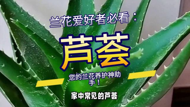 兰花爱好者必看:芦荟,您的兰花养护神助手!