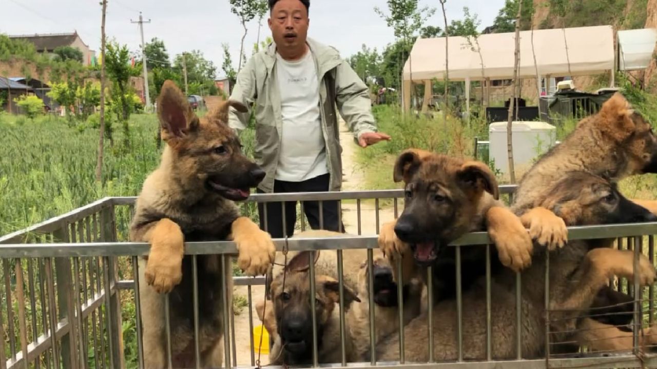 昆明狼犬价格及图片图片