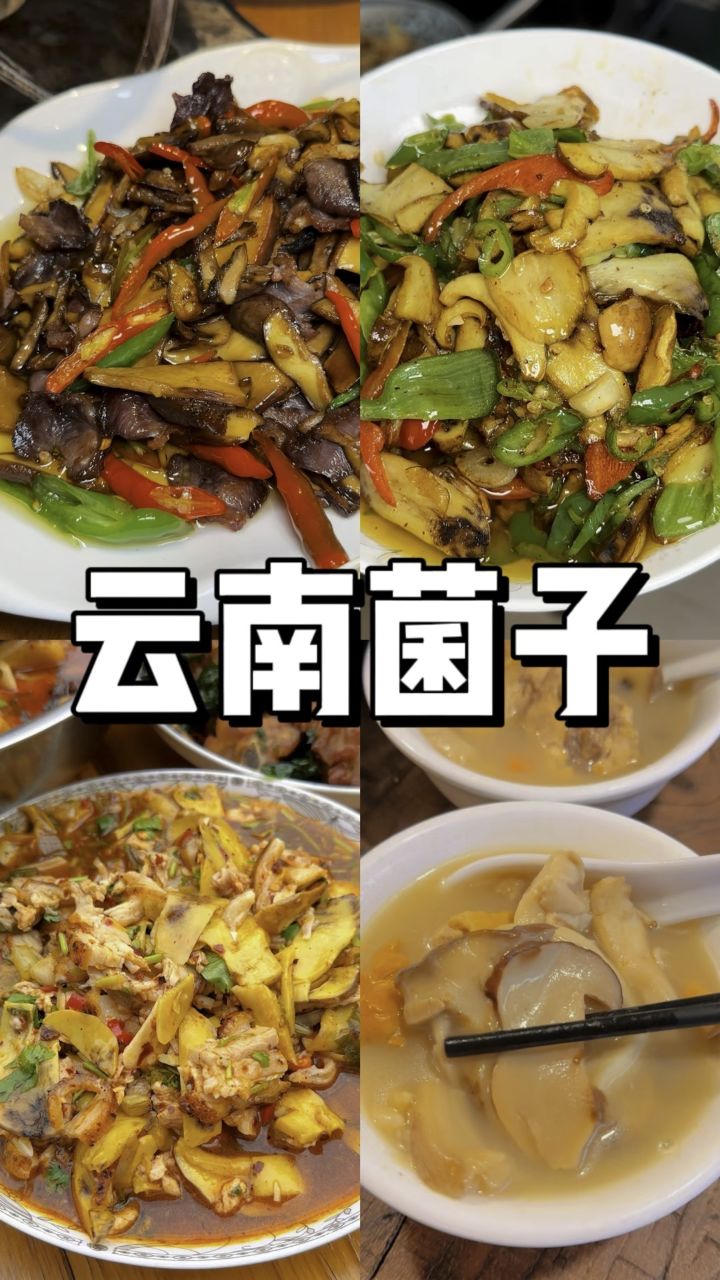 接下来云南人要开始吃 油炸鸡枞 菌子煮鸡 炒菌子 凉拌菌子 菌子炒饭