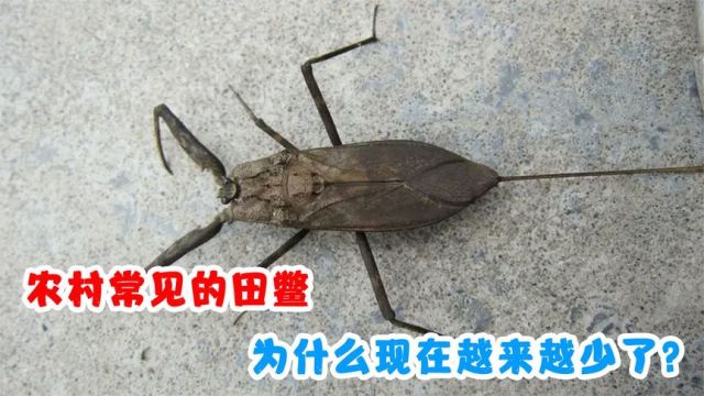 农村常见的田鳖,人称“水蝎子”,为什么现在越来越少了?