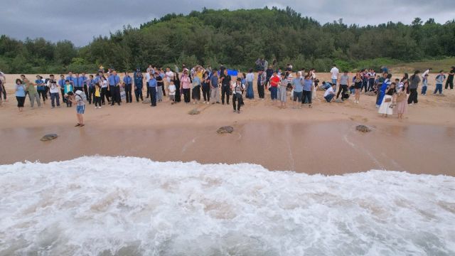 世界海龟日,惠州这36只海龟“回家”啦!