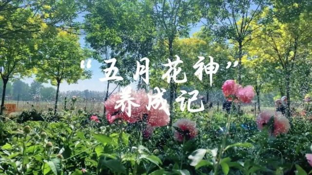 “五月花神”养成记:蓟州区芍药缘何一枝独秀?