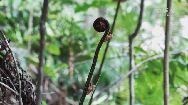 少见!国家重点保护野生植物金毛狗蕨上附着蝉蜕