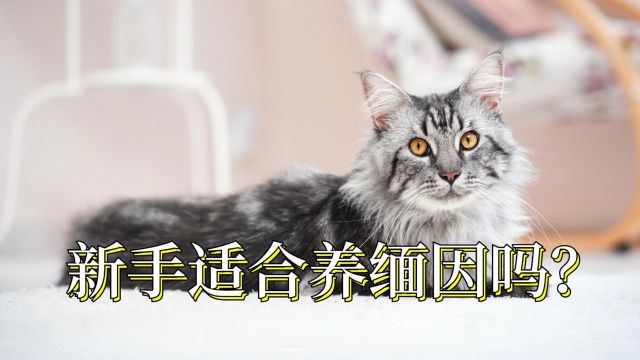 缅因猫,适合新手养吗?