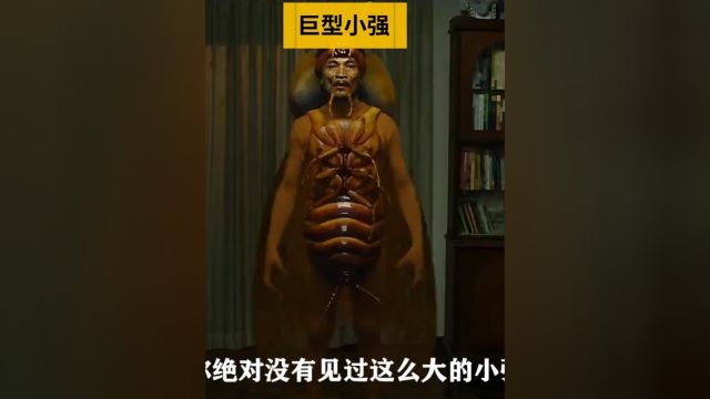 这只小强真搞笑!