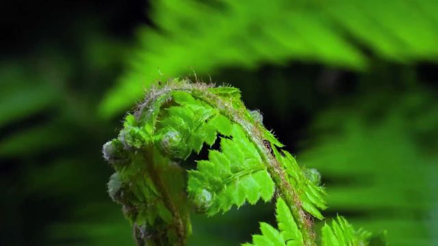 山西省生态环境厅发布生物多样性日主题宣传片《生物多样性 你我共参与》