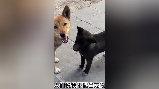 它是陪伴中国人上万的年的犬种,也是最优先的犬种,他们真的非常棒是#狗狗的犬#中华田园犬非常#土狗