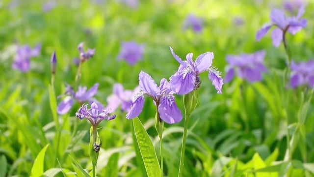 临沂市罗庄区:惊艳!夏日精灵鸢尾花盛放护台公园