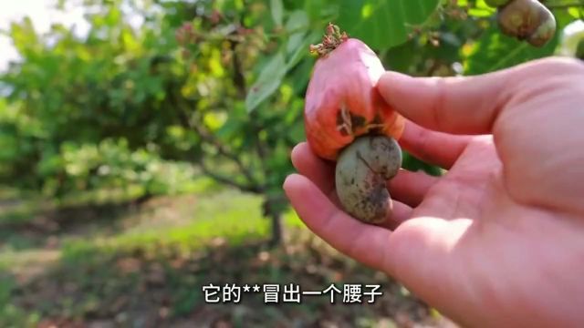 这个三只松鼠的紫皮腰果,个大饱满,紫皮一搓就掉,配料表很干净,只有腰果和食用盐.平时不到饭点,饿了馋了就可以嚼两颗.