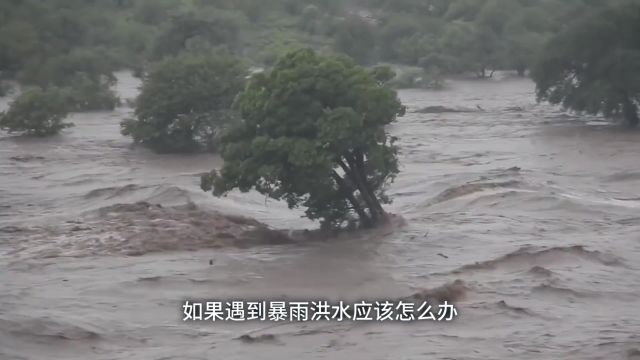 如果遭遇暴雨洪水应该怎么办?