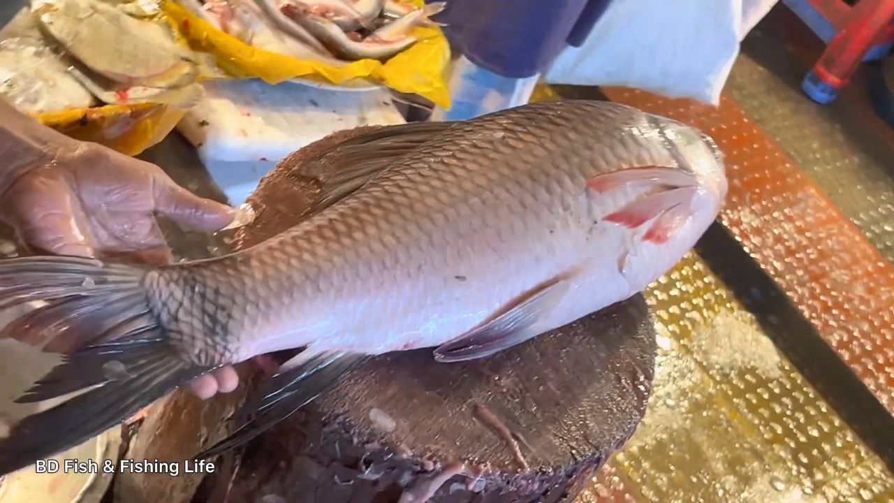 三哥杀鱼,肚满肠肥的南亚野鲮