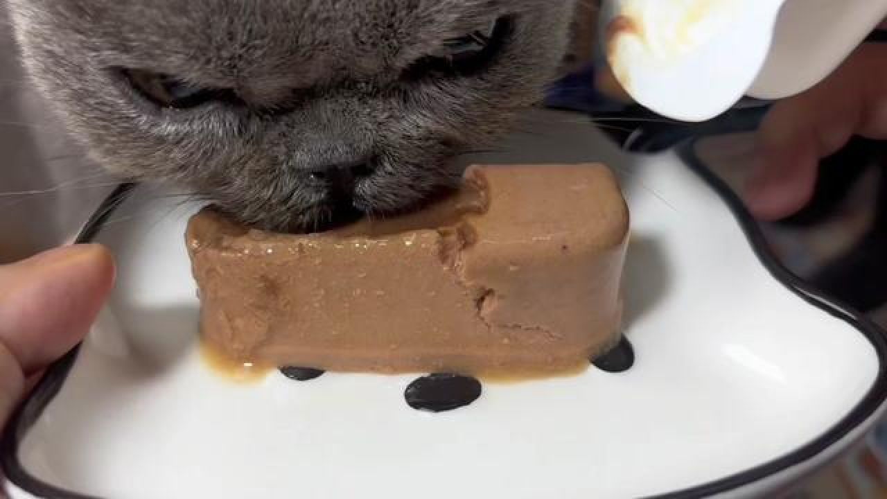 适合小鸟胃的主食罐,给我家猫都香迷糊咯,一餐一个刚刚好#猫罐头