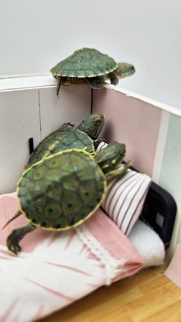 大家看看那只小乌龟更可爱