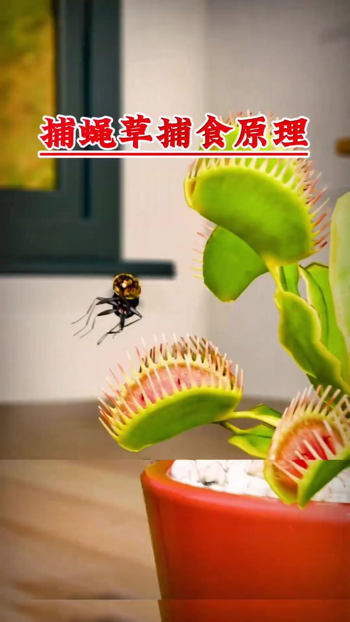 捕蝇草捕食原理