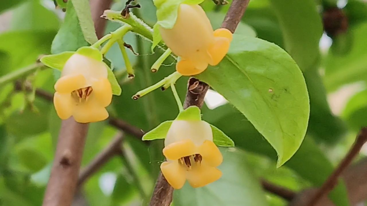 柿子树开花结果了