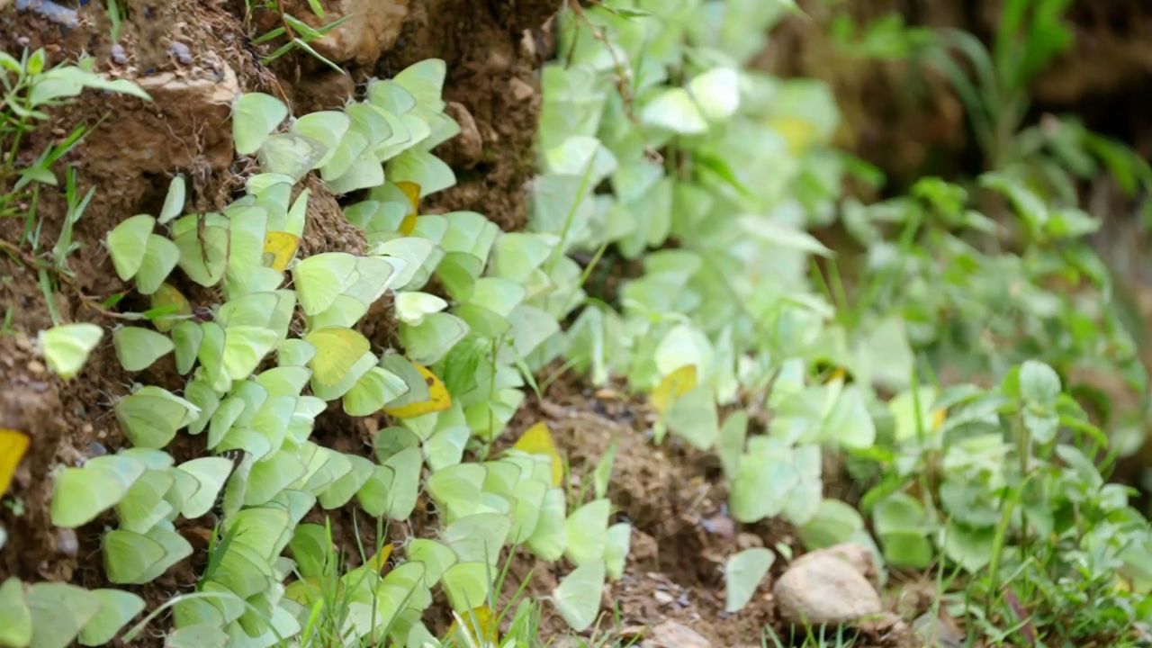 绝美!云南绿色蝴蝶大爆发,绿蝴蝶飞起来的一幕像极了特效