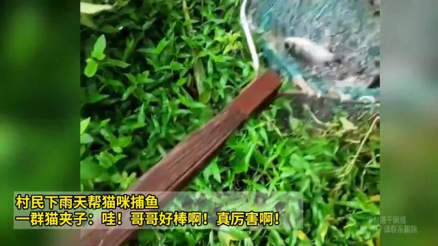 村民下雨天帮猫咪捕鱼 一群猫夹子:哇!哥哥好棒啊!真厉害啊!