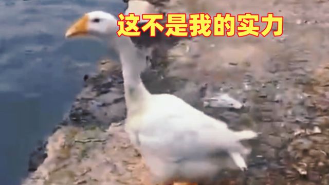 大鹅:这是失误,我实力不止如此