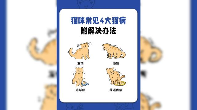 猫咪常见的4大猫病,解决办法附上!