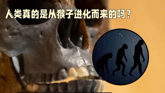 揭秘:人类真的是从猴子进化而来的吗?