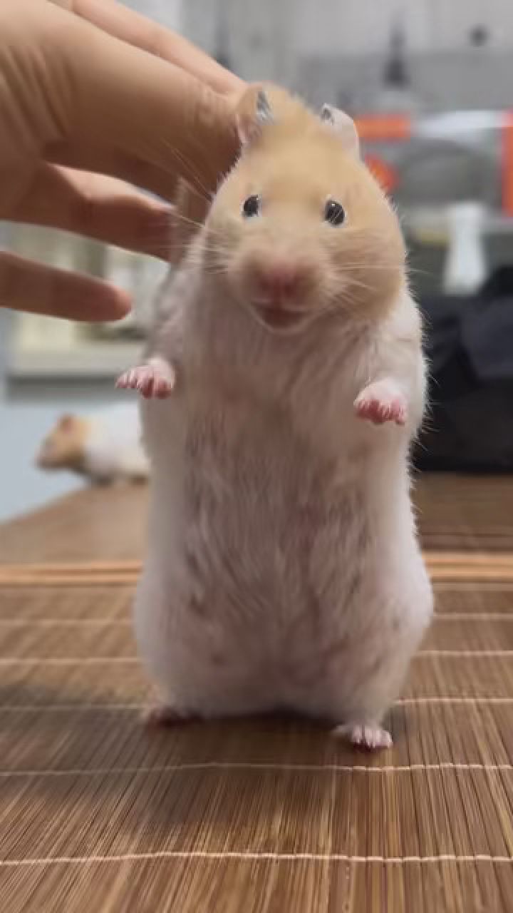 当鼠鼠发呆时 #养鼠日常分享 #金丝熊仓鼠 #艾特你想艾特的人