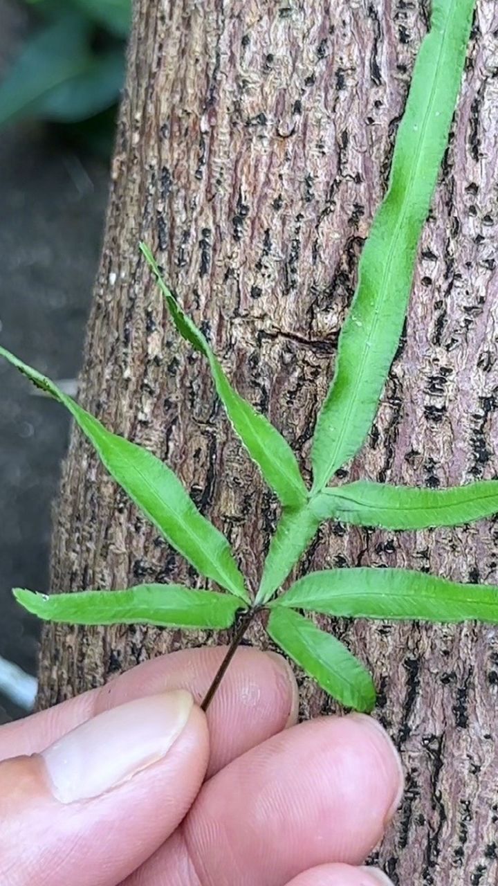 凤尾草,农村常见的蕨类植物,有村民遇到它就采回家